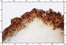 Balsamia vulgaris
